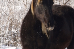 Das sanfte Rocky Mountain Horse