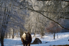 Rocky Mountain Pony