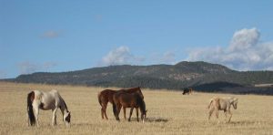 mustangs